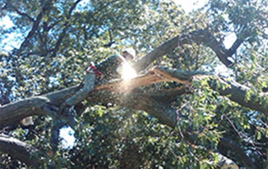 Expert mature tree pruning by certified arborists for tree health and safety