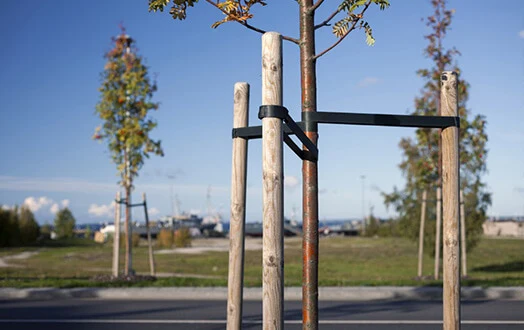 Professional tree cabling and bracing systems for structural support
