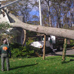 Professional emergency tree removal and storm damage cleanup
