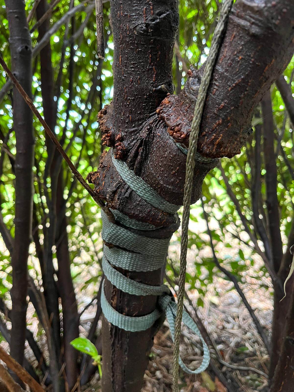 Comprehensive tree diagnostics and arborist consulting services