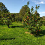 Professional fruit tree pruning services