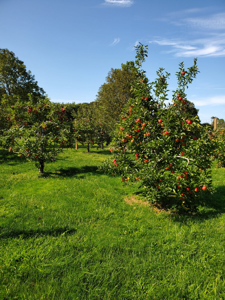 Comprehensive fruit tree care and management for optimal harvest production