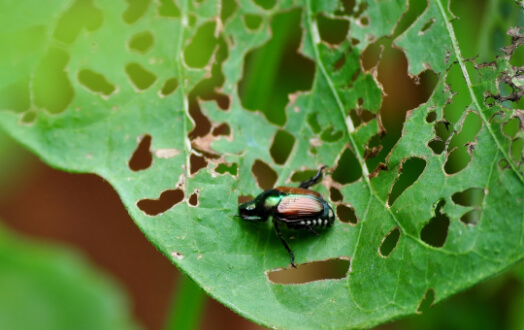 Expert disease diagnosis and treatment services