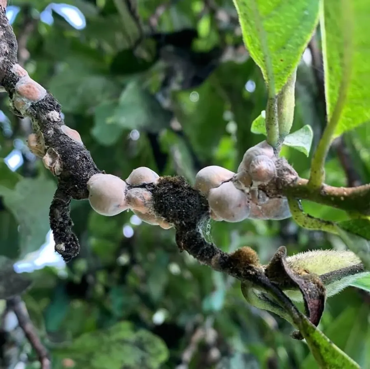 Scale Insect Treatment