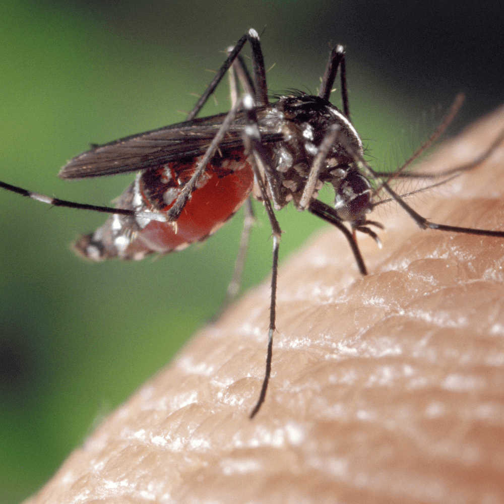 Mosquito pest identification and control services