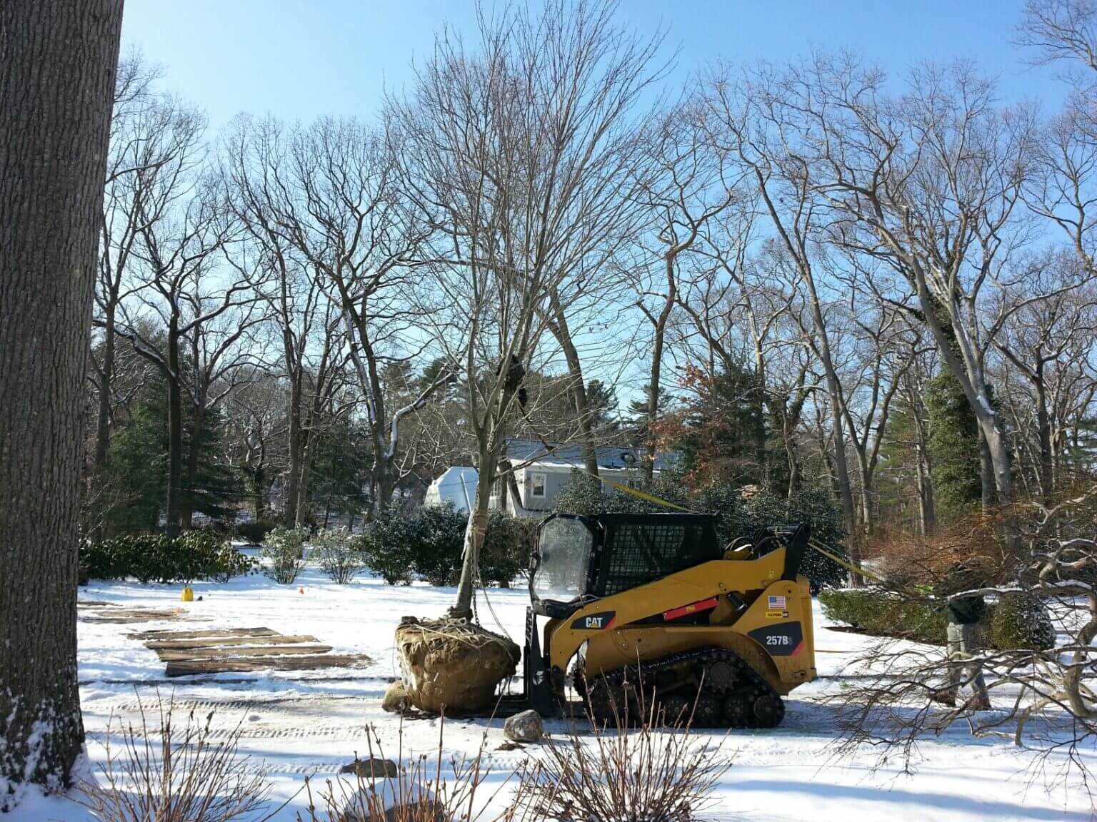 Planting project Reisman