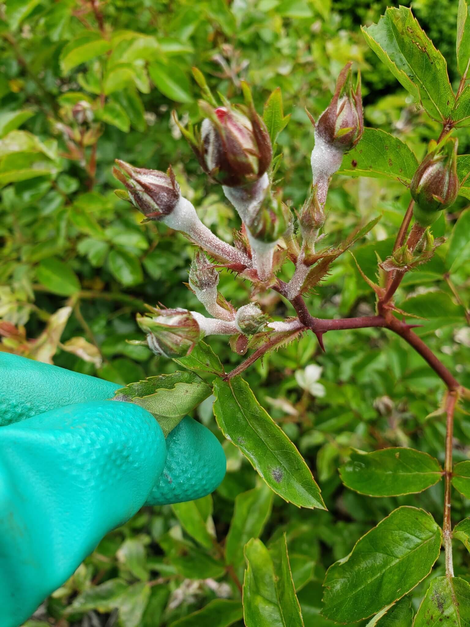 Seasonal rose care and maintenance for maximum bloom production
