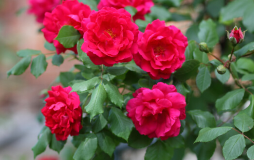 Specialized Disease Control Services