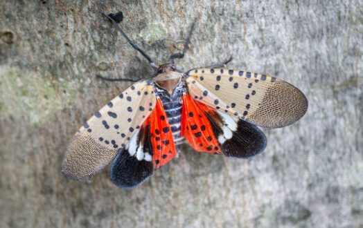 Spotted Lanternfly pest identification and control