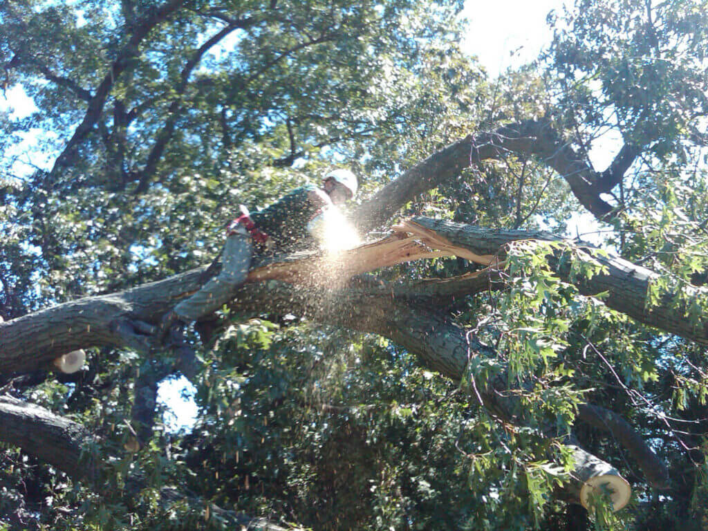 Professional tree transplanting and installation services