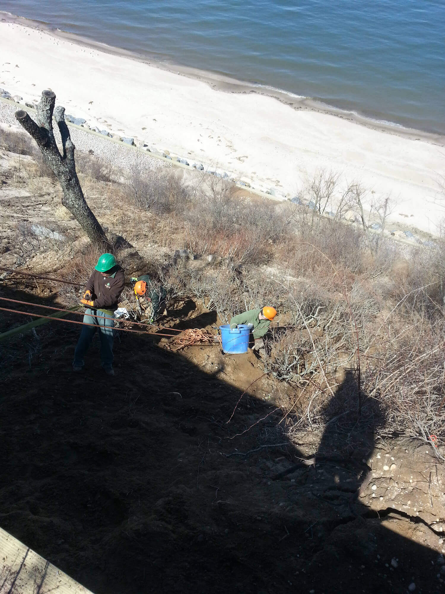 Professional large tree planting and installation