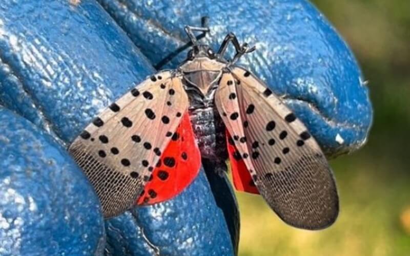 Adult Spotted Lanternfly identification