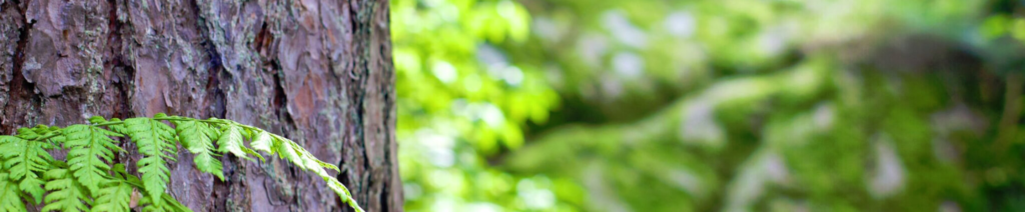 Air Spading Tree Care