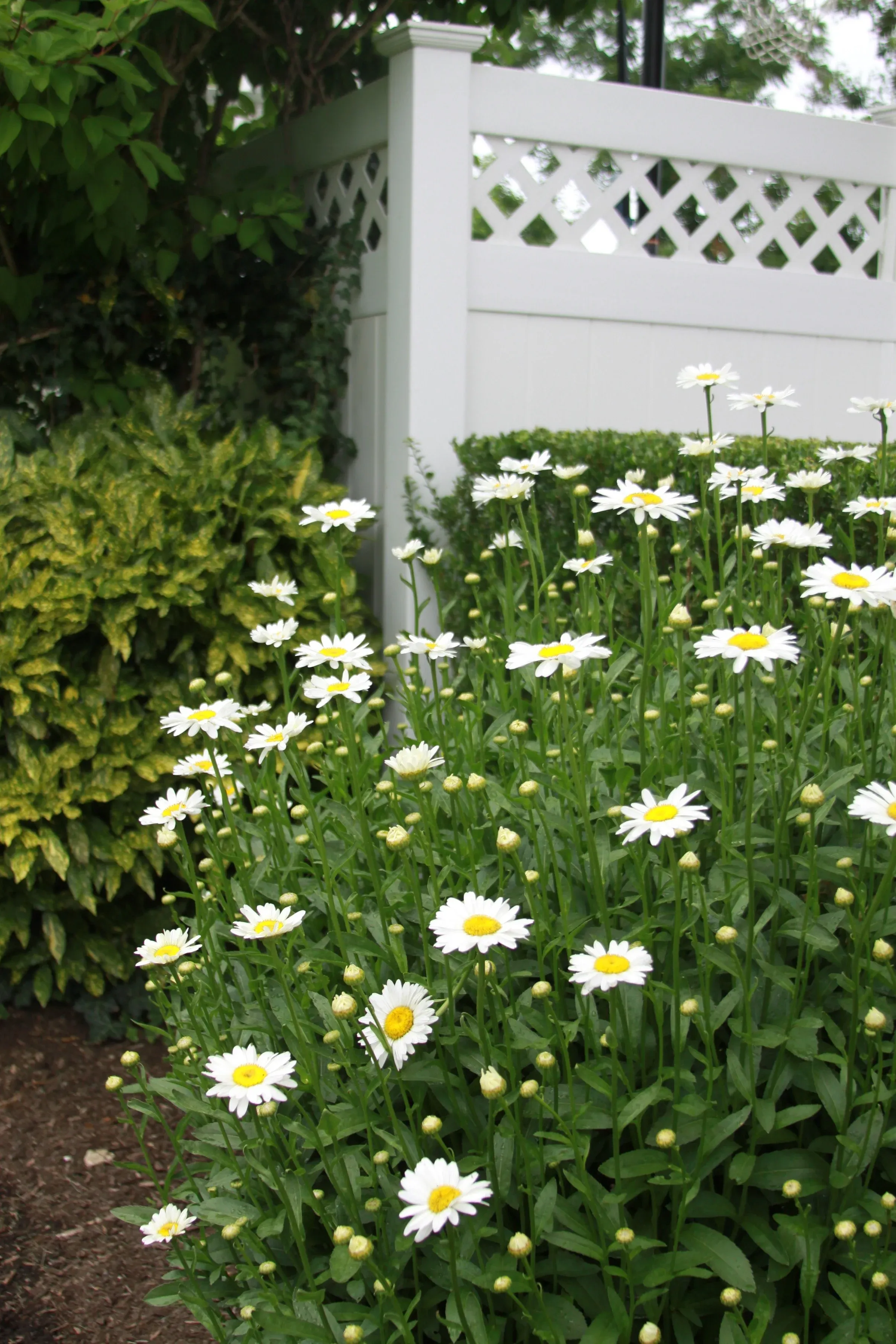 Landscape services in Mid-Island Suffolk
