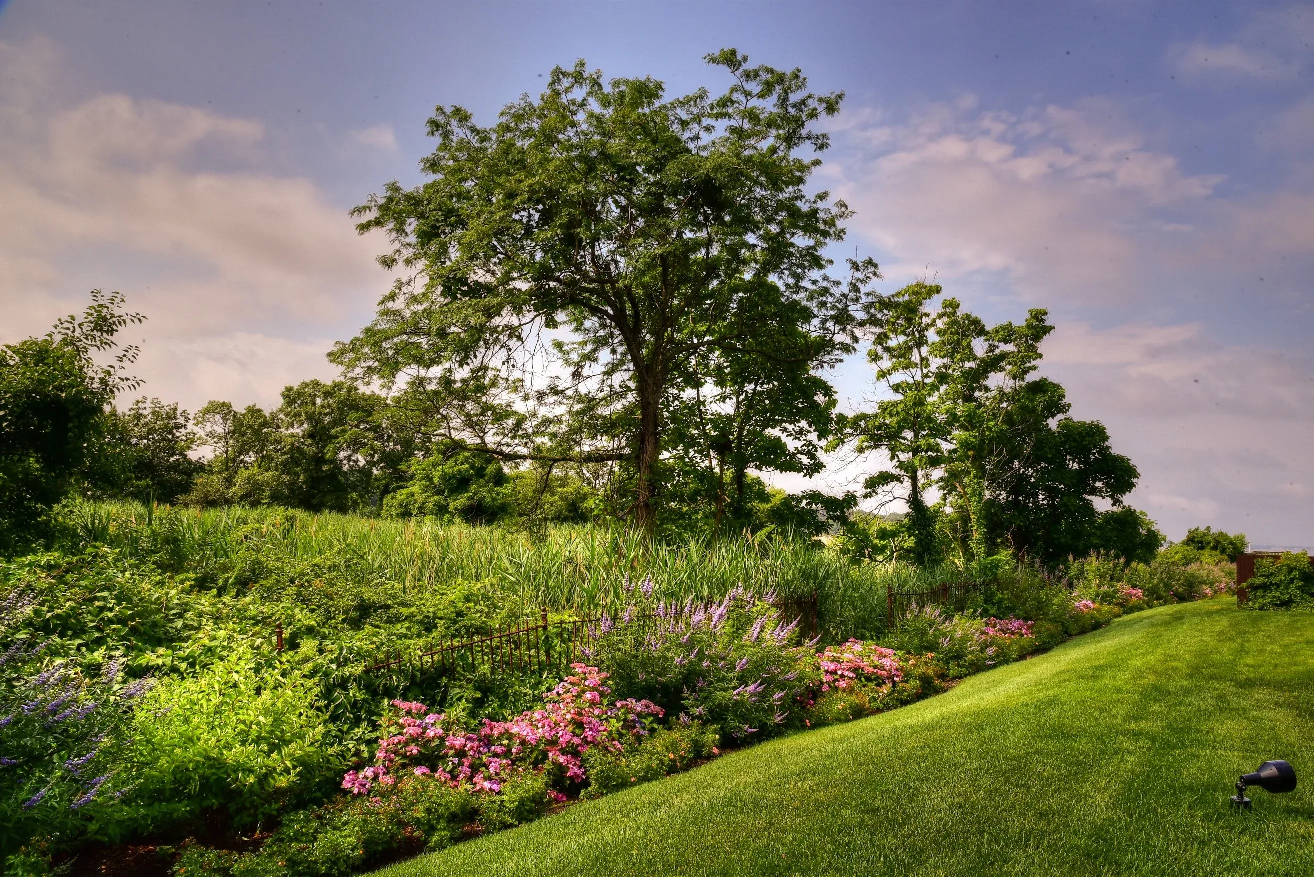 Tree services in North Shore Nassau