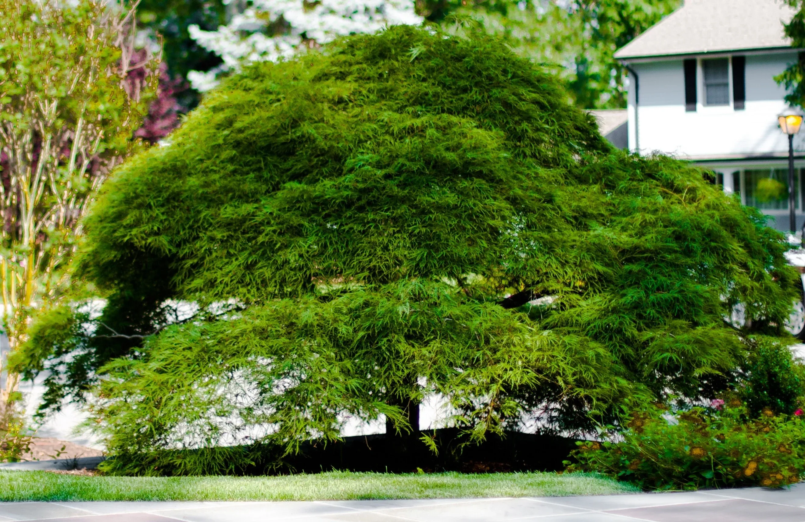 Professional tree care in Suffolk South Shore
