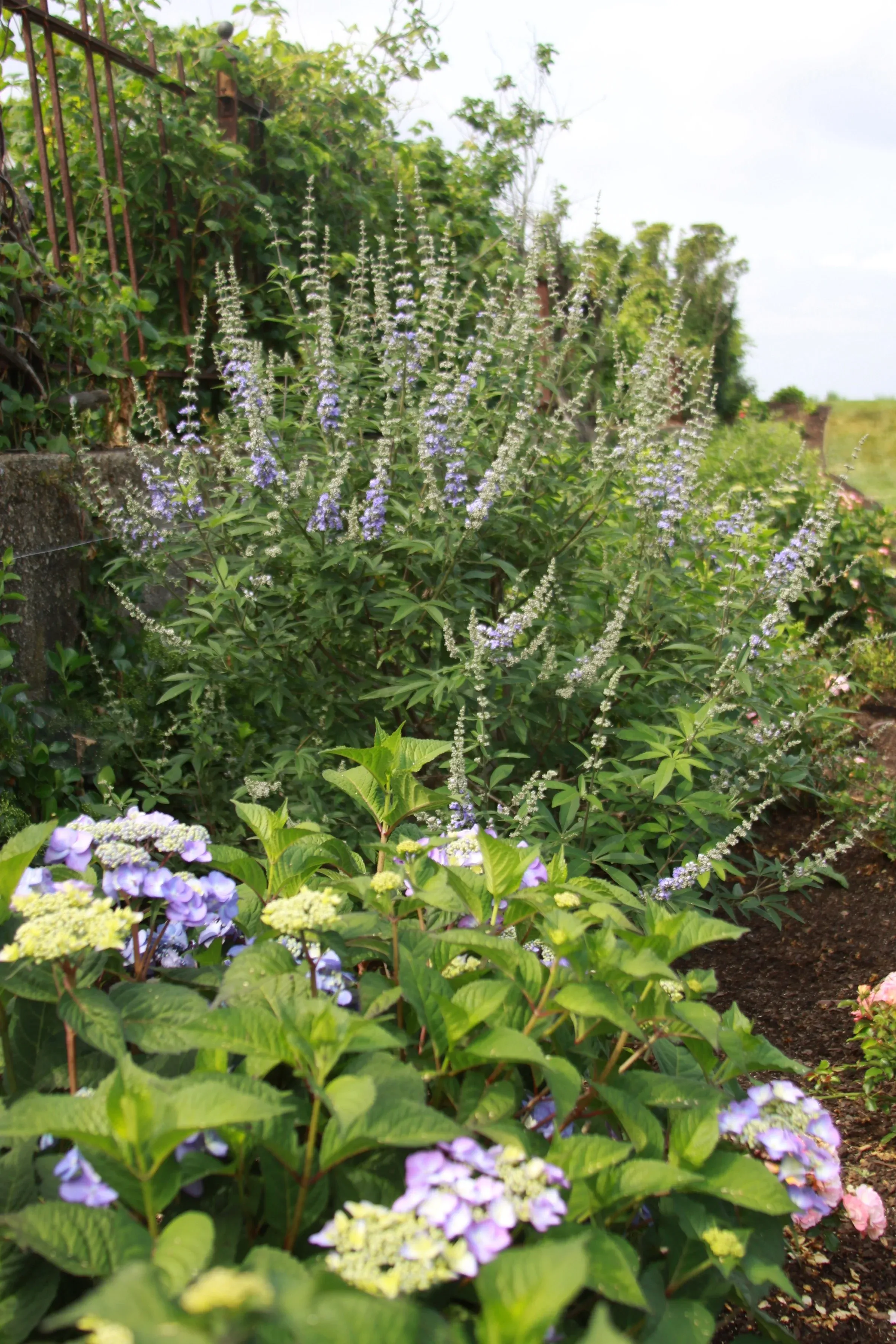 Smithtown landscape care