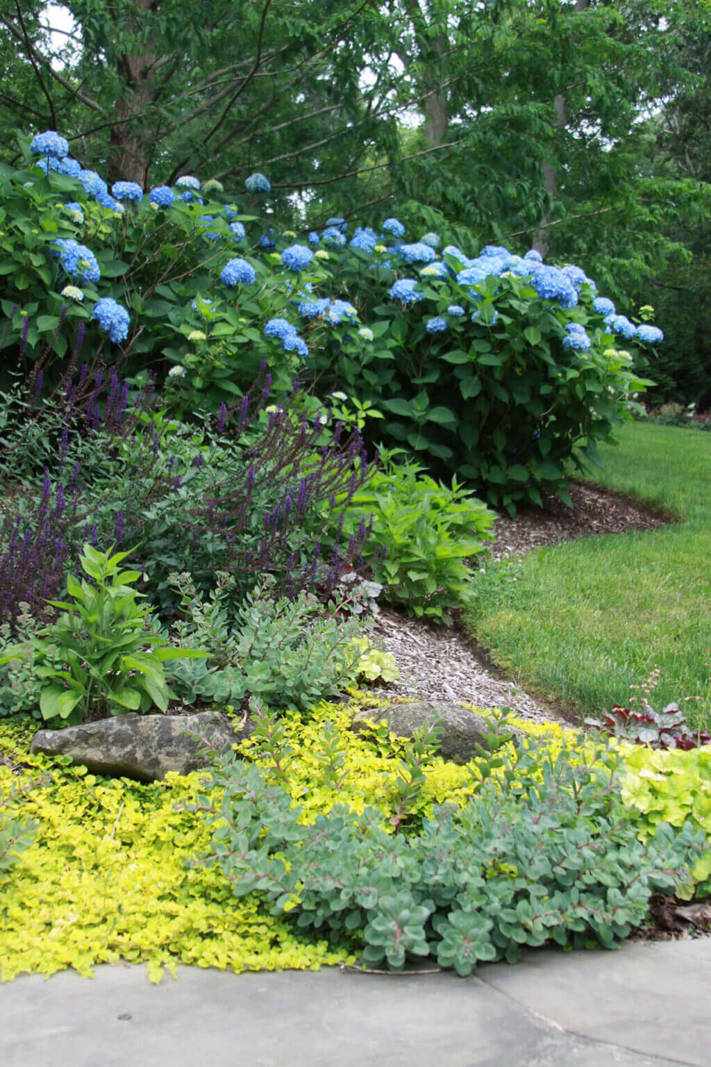 Blue and yellow flowers