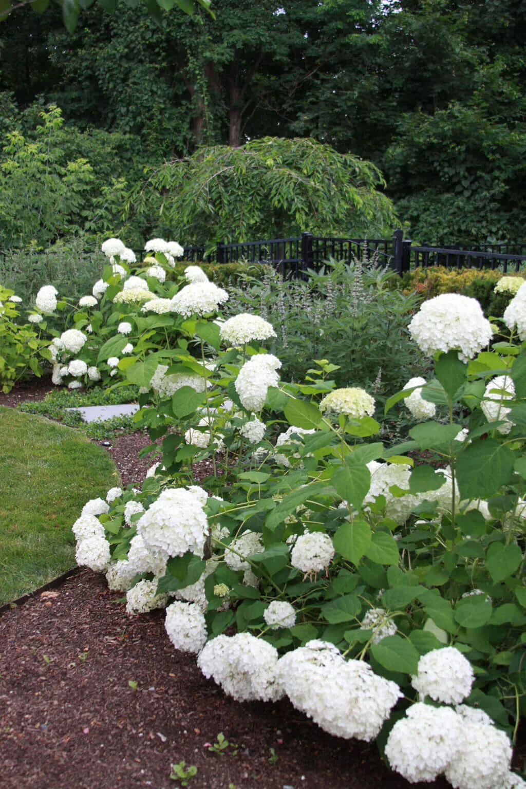 Broad white flowers