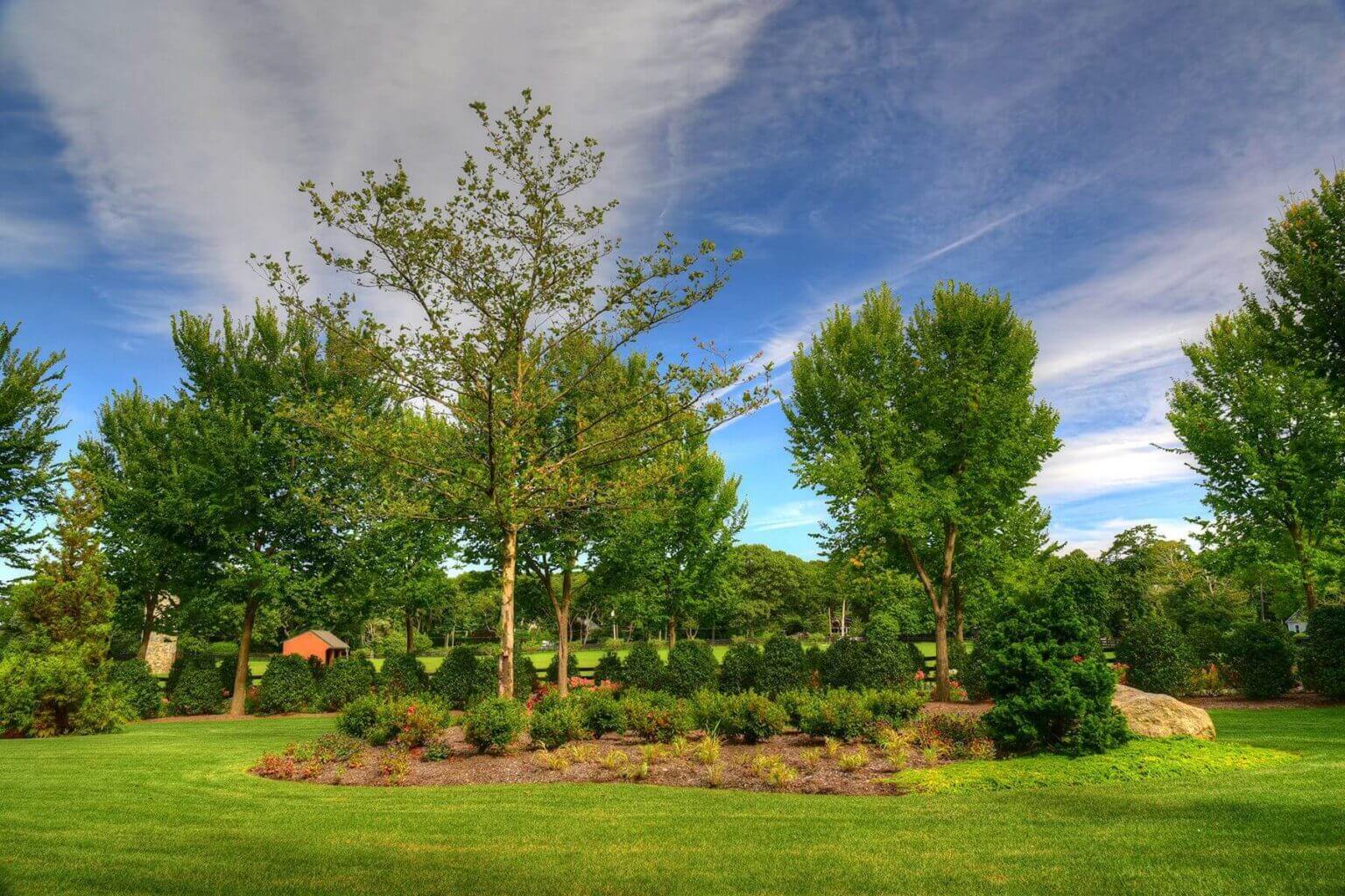 Mature tree successfully transplanted to enhance landscape design