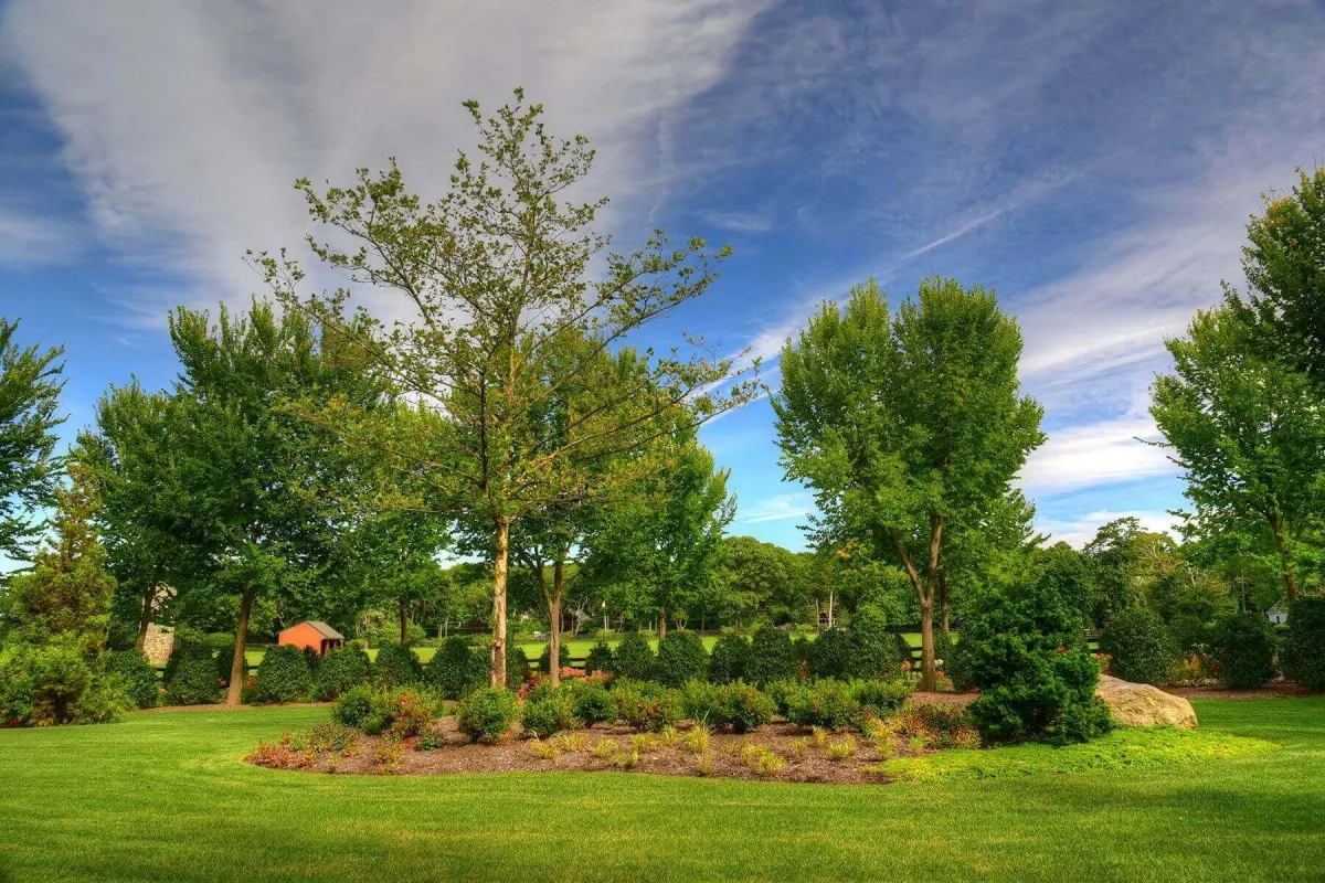 Structural pruning and crown maintenance for mature landscape trees