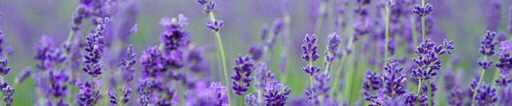 Expert arborist performing diagnostic assessment and tree health consulting