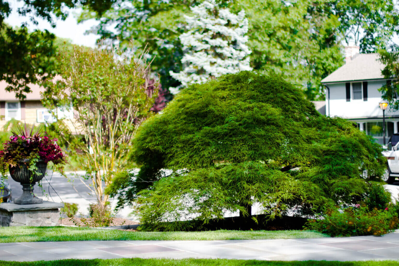 Professional tree care in Smithtown