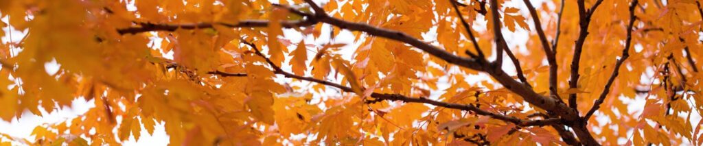 24/7 emergency tree services and rapid storm damage response