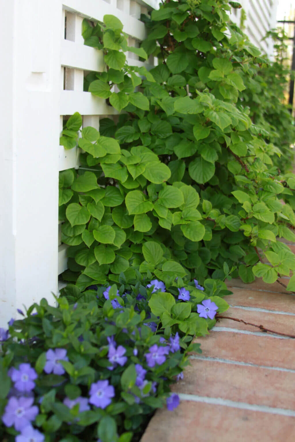 Green growing plants