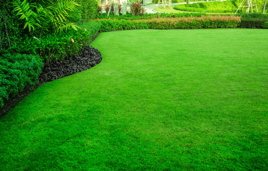 Green lawn