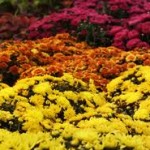 Multicolored flowers