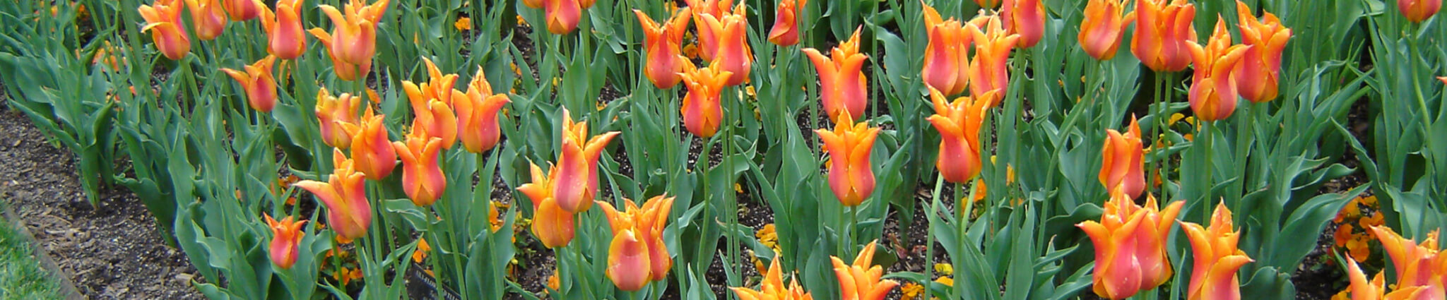 Pesticide Labels and Safety Information