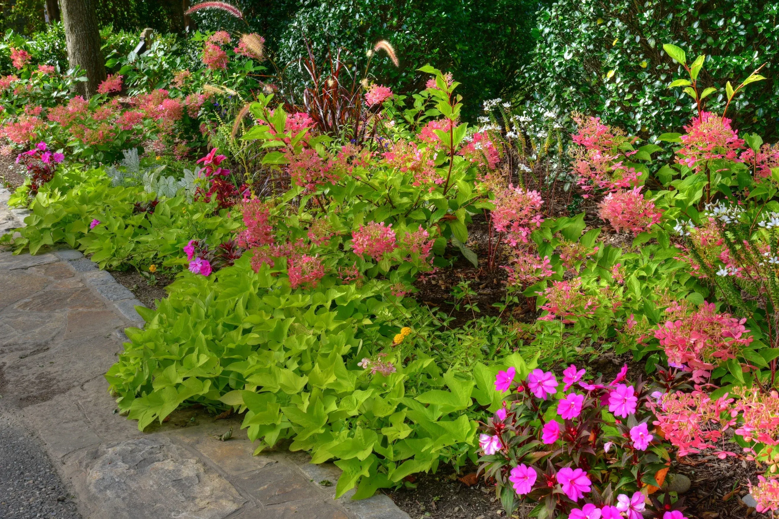 Multicolored flowers