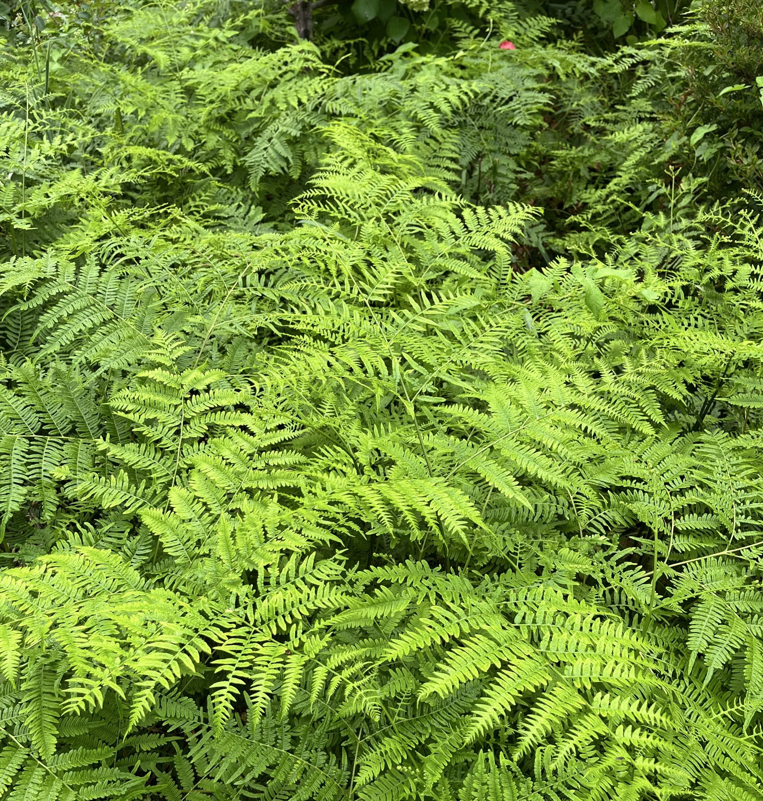 Ferny flowers garden