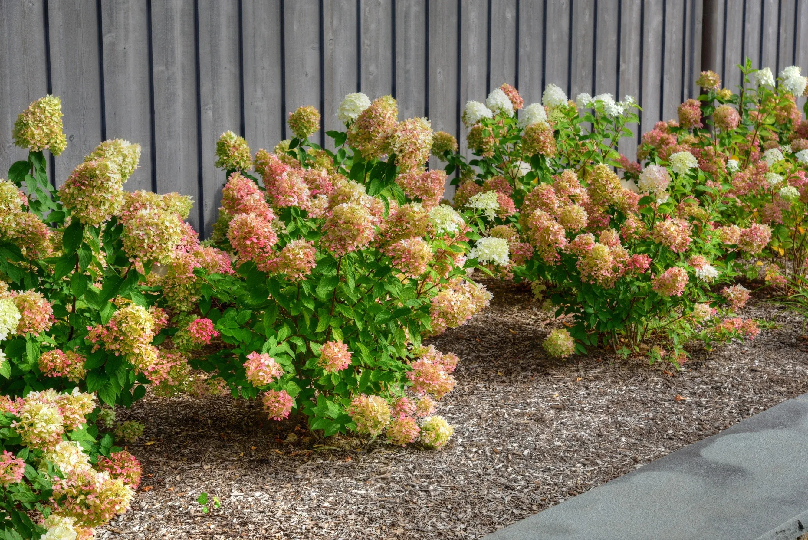 Bushes with flowers