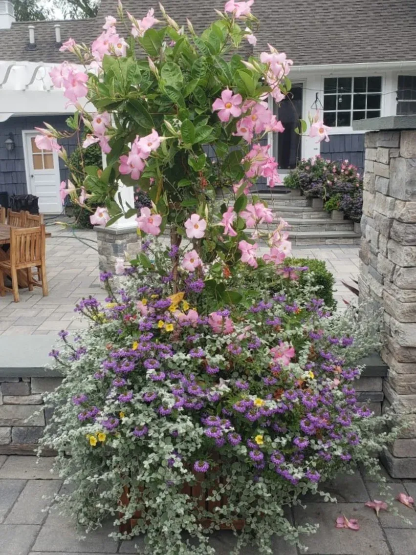 Tall purple flowers
