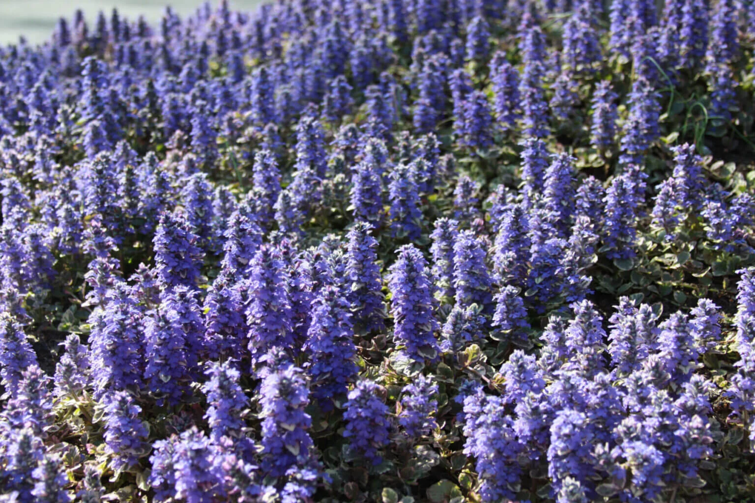 Purple flowers garden