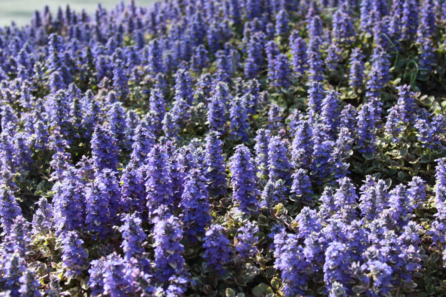 Purple flowers garden