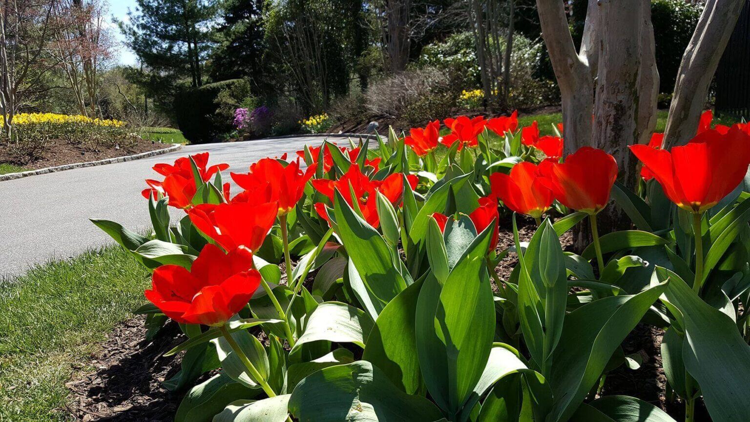 Red flowers garden