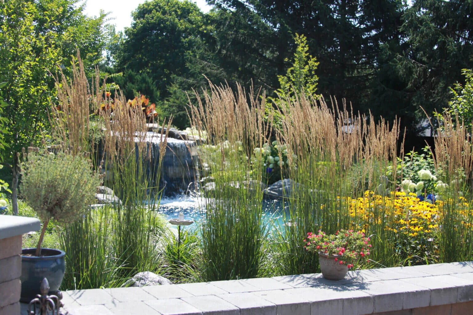 Reeds by pool