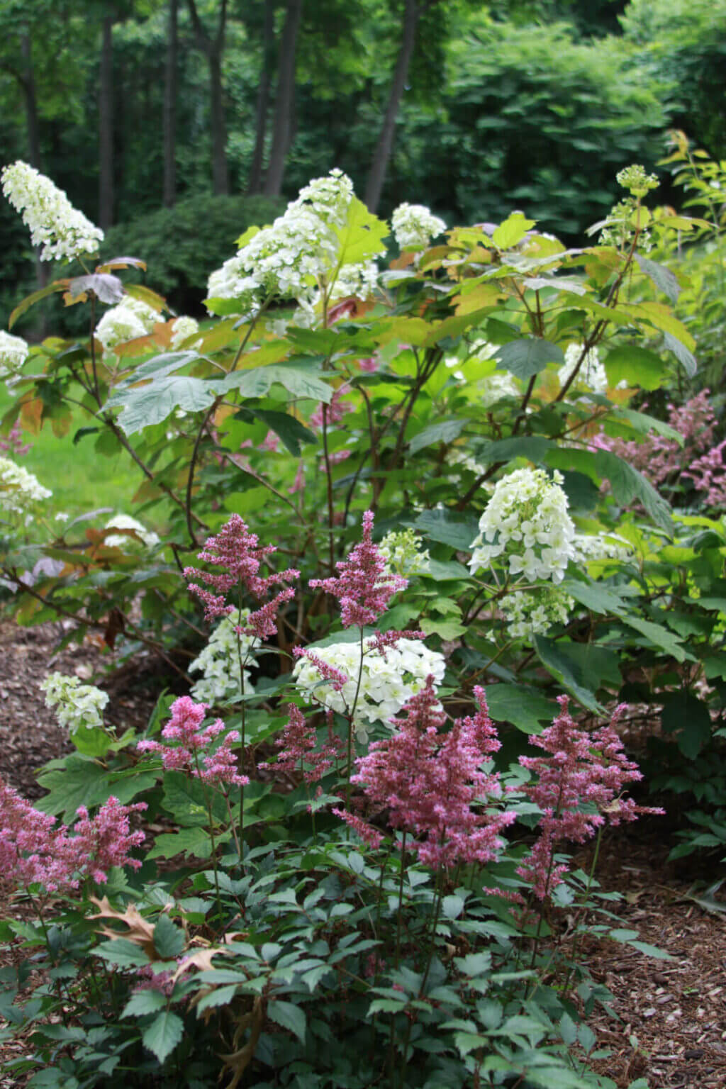 Reedy flowers garden