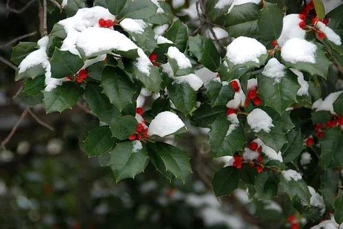 Anti-Desiccants Winter Treatment