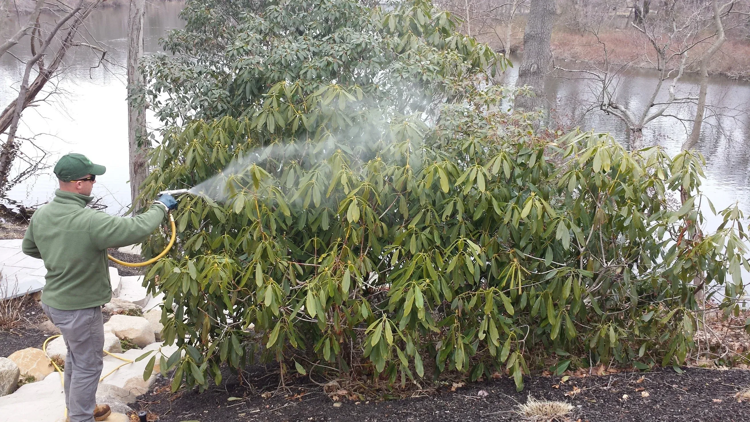 Healthy evergreens protected from winter desiccation
