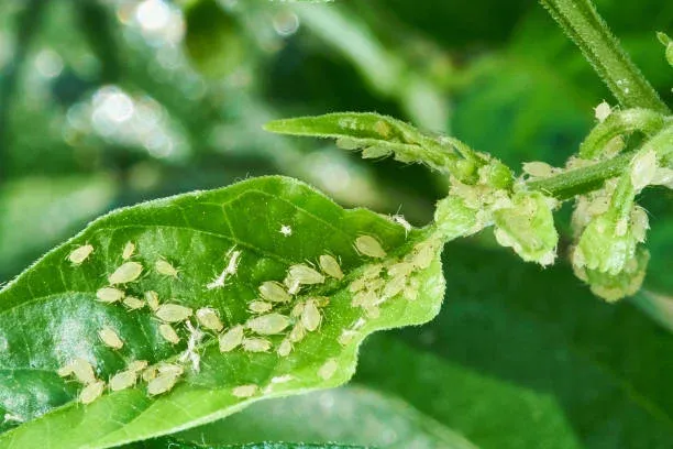 Aphid Treatment Services