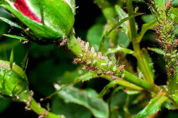 Effective aphid control for ornamental plants