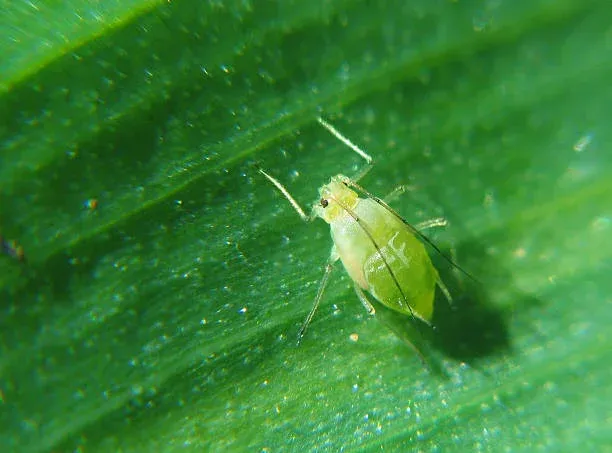 Aphid-free plants with professional treatment