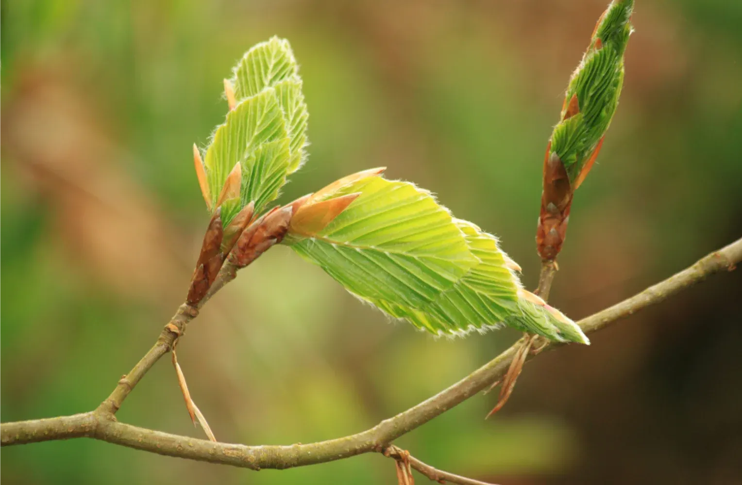 Beech Leaf Disease Treatment