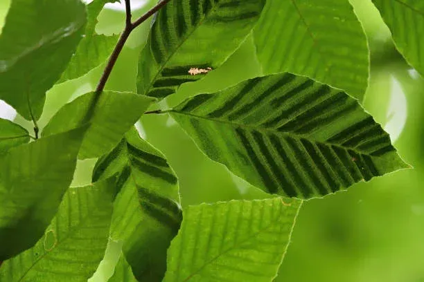 Beech leaf disease treatment and management
