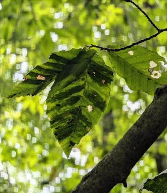 Healthy beech trees with professional care