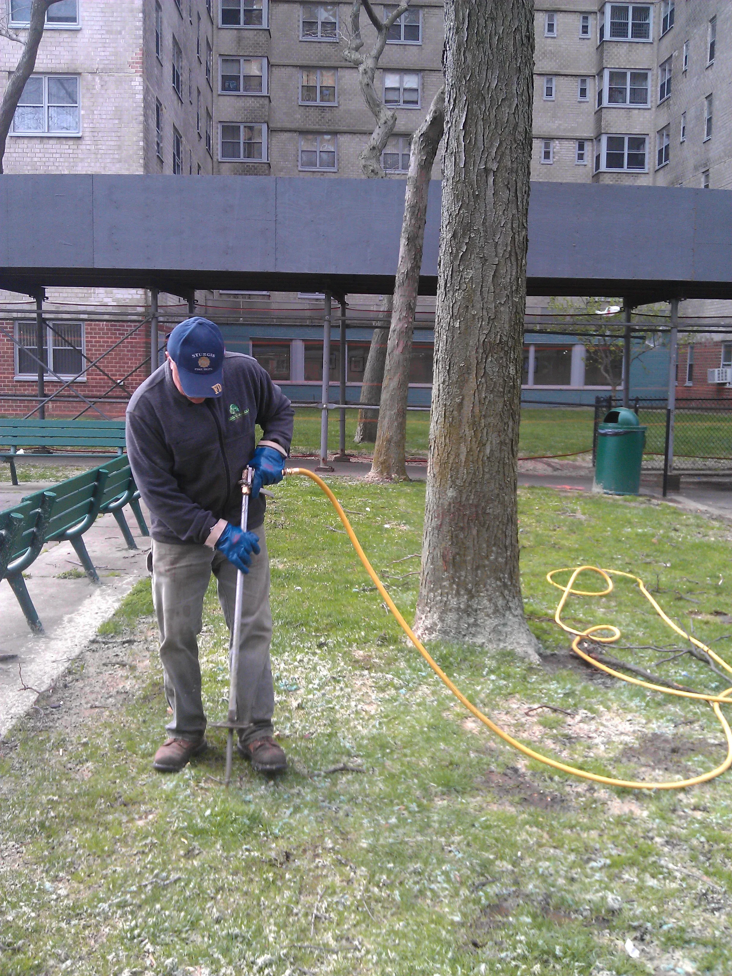 Healthy trees with professional care